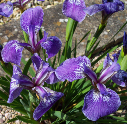 Iris setosa dwarf